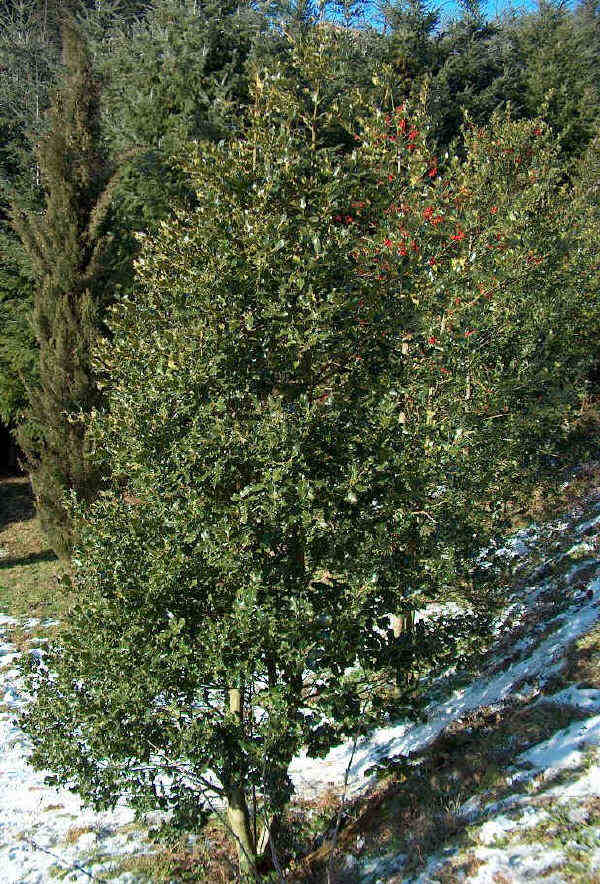  Image name: agrifolio3.jpg 
 width: 600 pixel 
 height: 884 pixel 
 Size: 125854 bytes 
 Click to enlarge 